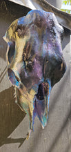 Load image into Gallery viewer, Large genuine cow skull backlit & painted with black/chameleon resin by me