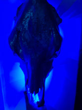 Load image into Gallery viewer, COSTš„GENUINE COW SKULL -backlit lighting ,painted with chameleon resin by me