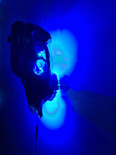 Load image into Gallery viewer, Large genuine cow skull backlit & painted with black/chameleon resin by me