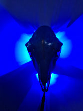 Load image into Gallery viewer, Saleš„Genuine sheep skull backlit with resin painted by me also glows purple in the dark