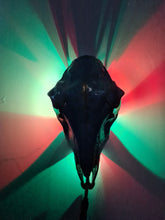 Load image into Gallery viewer, Saleš„Genuine sheep skull backlit with resin painted by me also glows purple in the dark