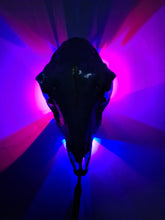 Load image into Gallery viewer, Saleš„Genuine sheep skull backlit with resin painted by me also glows purple in the dark