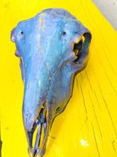 Load image into Gallery viewer, Saleš„Genuine sheep skull backlit with resin painted by me also glows purple in the dark