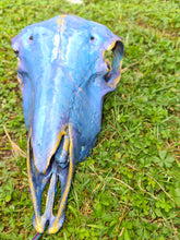 Load image into Gallery viewer, Saleš„Genuine sheep skull backlit with resin painted by me also glows purple in the dark