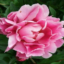 Load image into Gallery viewer, DEVINE MASSAGE OIL essential oil or fragrance oil new 200ml