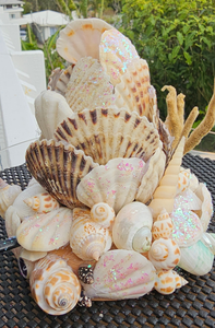 SHELL LAMP