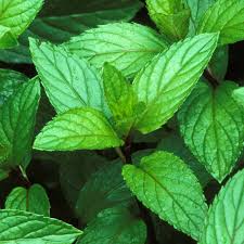 40% off PURE THERAPEUTIC ESSENTIAL OILS