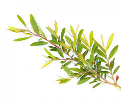 40% off PURE THERAPEUTIC ESSENTIAL OILS