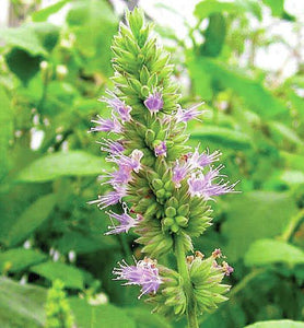 40% off PURE THERAPEUTIC ESSENTIAL OILS