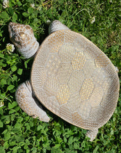Load image into Gallery viewer, TURTLE JEWELERY TRINKET DISH