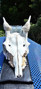 GOAT SKULL CANDLE OR WALL ART