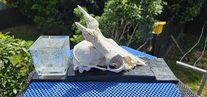 GOAT SKULL CANDLE OR WALL ART