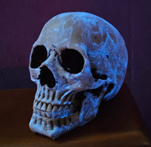 Load image into Gallery viewer, GLOW IN THE DARK SKULL