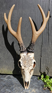 SIKA DEER SKULL WITH CARVING