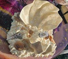 Load image into Gallery viewer, HANDMADE CLAM SHELL LAMP (large)