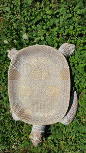 Sale🔥TURTLE JEWELERY TRINKET DISH