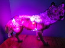 Load image into Gallery viewer, UNIQUE LARGE WOLF LAMP-made by me