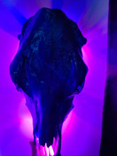 Load image into Gallery viewer, COST🔥GENUINE COW SKULL -backlit lighting ,painted with chameleon resin by me