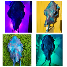 Load image into Gallery viewer, COST🔥GENUINE COW SKULL -backlit lighting ,painted with chameleon resin by me