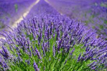 Load image into Gallery viewer, DEVINE MASSAGE OIL essential oil or fragrance oil new 200ml