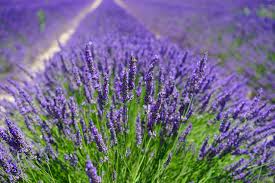 DEVINE MASSAGE OIL essential oil or fragrance oil new 200ml